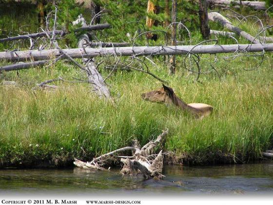 Elk resting by a river